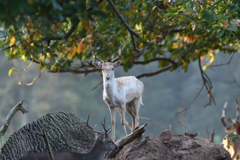 Pale fallow deer standing beneath autumn oak branches