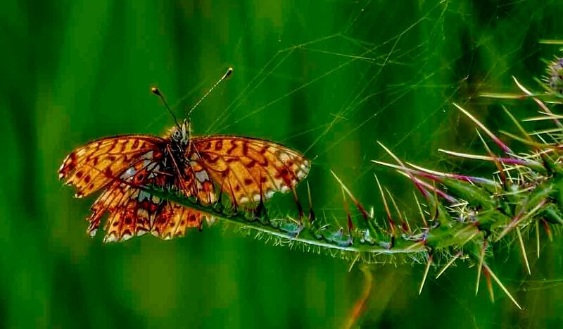 Pearl-bordered fritillary butterfly on a thistle stem
