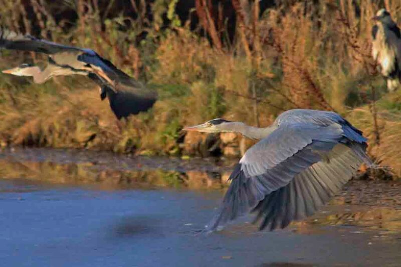 Grey heron in flight low over water