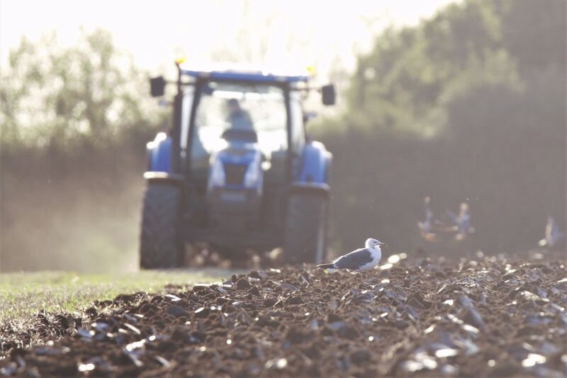 Gull standing on ploughed earth as a tractor works behind
