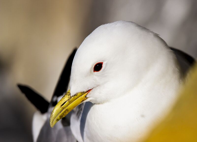 Close-up portrait of a black-legged kittiwake
