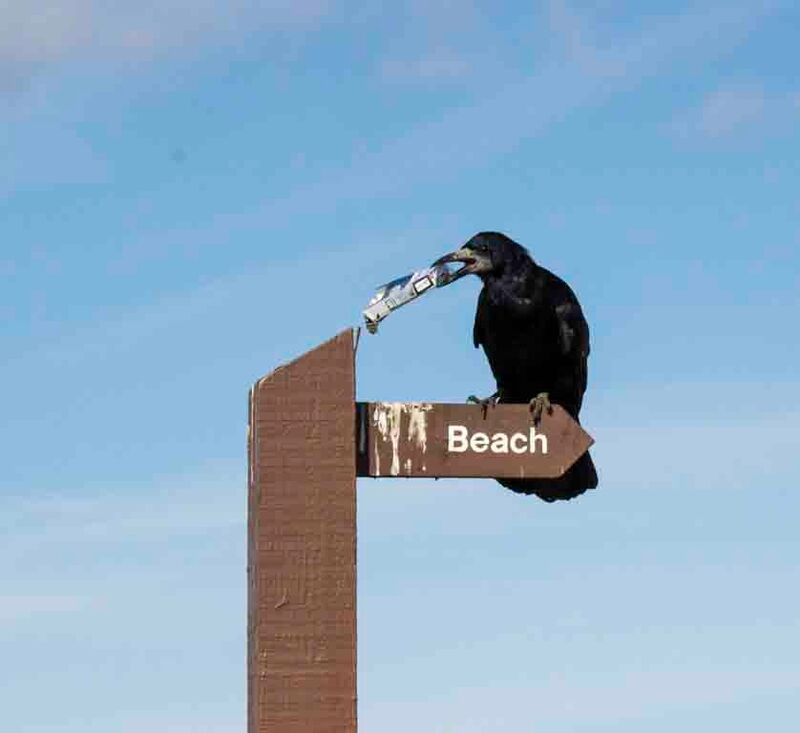 A rook holding beach litter while perched on a Beach signpost