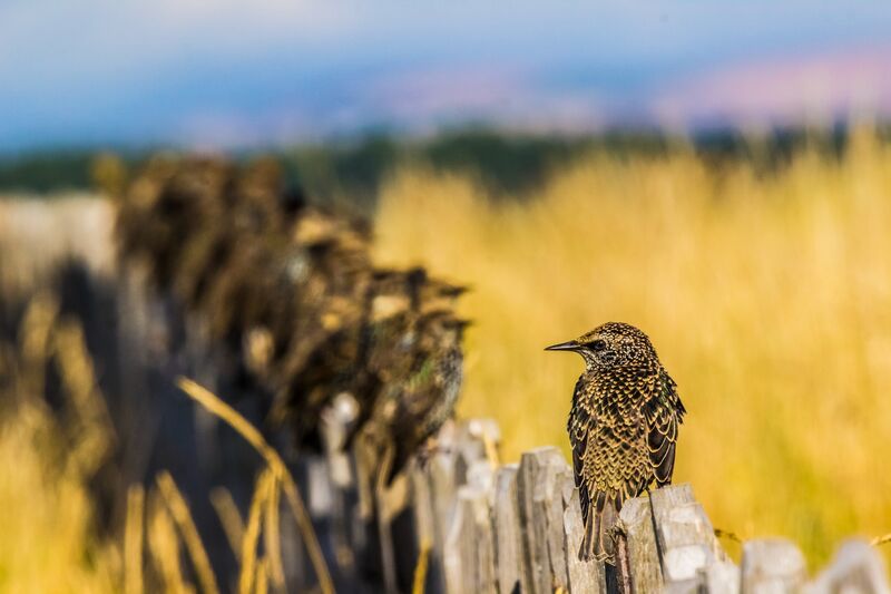 Common starling perched on a weathered wooden fence post
